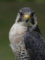 IMG_2265