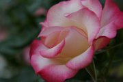 IMG_2033