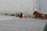 the cat tolerated the dog, no fighting over the food or water...