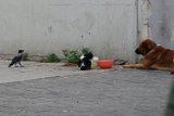 The crow snuck in...