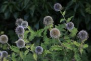IMG_19376